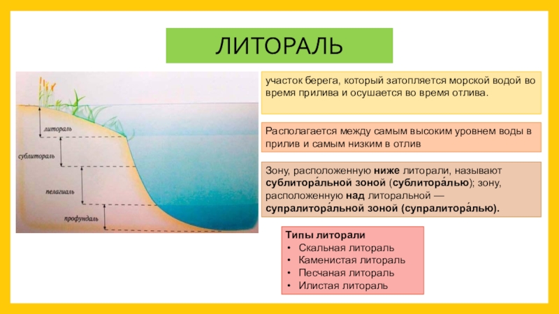 Располагающаяся между. Литораль это в геологии. Скальная Литораль. Литораль над Литораль. Геологическая деятельность моря Нища.