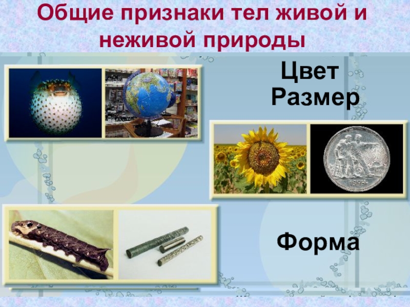 Тела живой природы 5 класс. Общие признаки живой и неживой природы. Общие признаки живого и неживого. Признаки живых и неживых организмов. Общие признаки тел живой и неживой природы таблица.