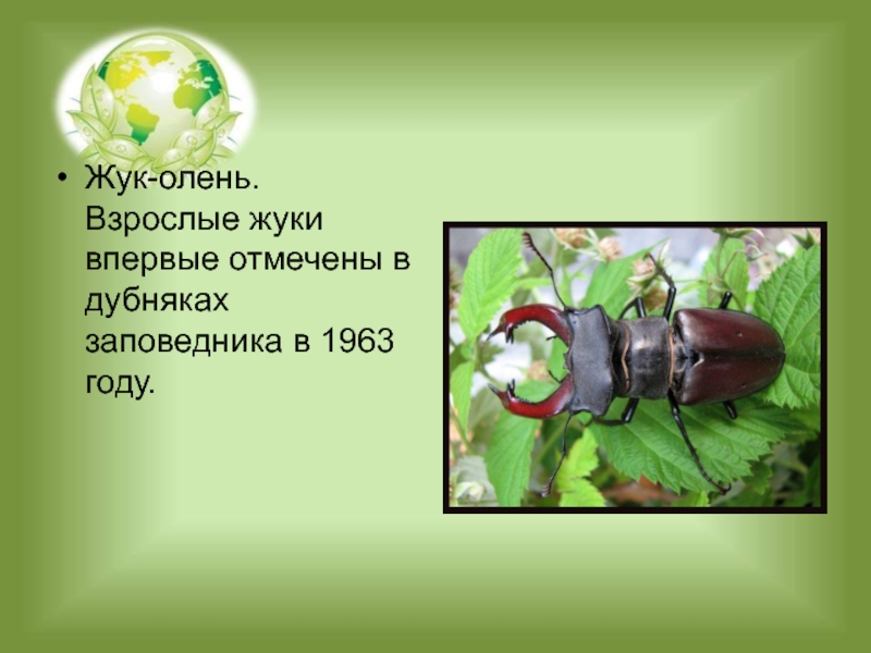 Жук олень перемещение. Жук олень. Жук-олень красная книга. Жук олень картинки. Жук олень описание.