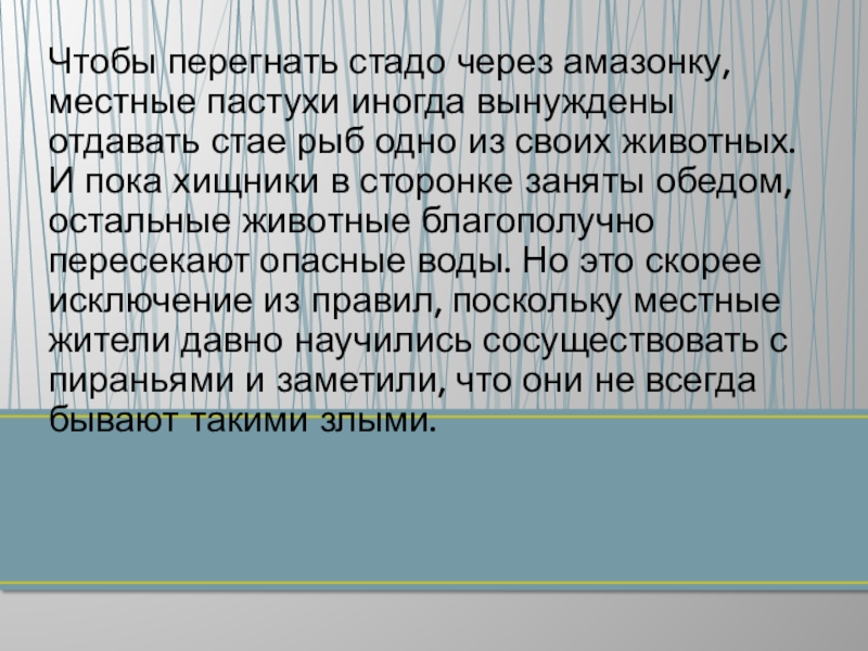 Чтобы перегнать стадо через амазонку, местные пастухи иногда вынуждены отдавать стае рыб одно из своих животных. И