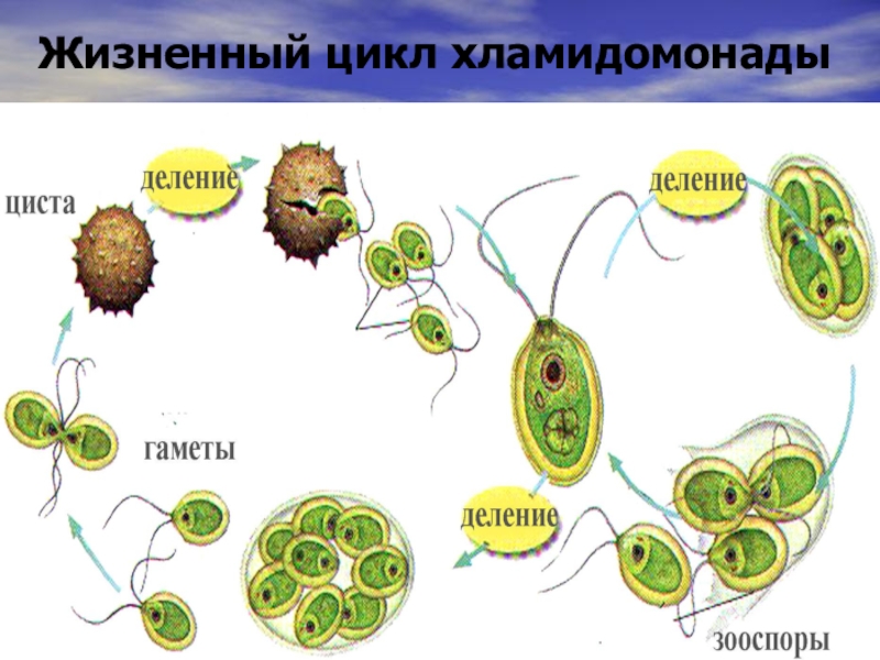 Выбери картинки на которых изображены водоросли 5 класс