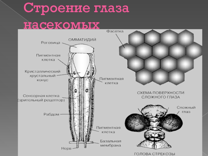 Органы зрения у насекомых. Строение глаз насекомых. Фасеточные глаза строение. Схема строения фасеточного глаза насекомого. Опишите строение глаз насекомых.