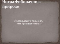 Презентация к проектной работе на тему числа Фибоначчи