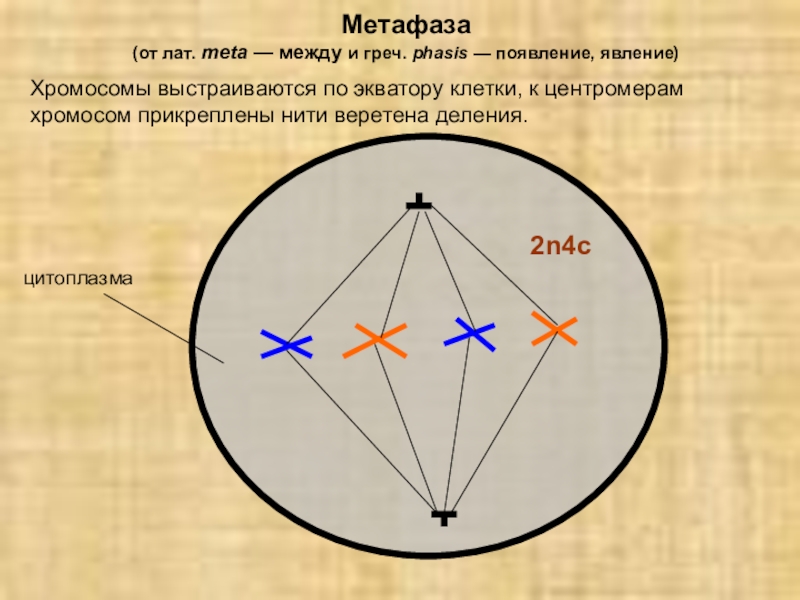 Деление метафазы. Метафаза описание. Характеристика метафазы. Метафаза 2 по экватору клетки. Метафаза 2 характеристика.