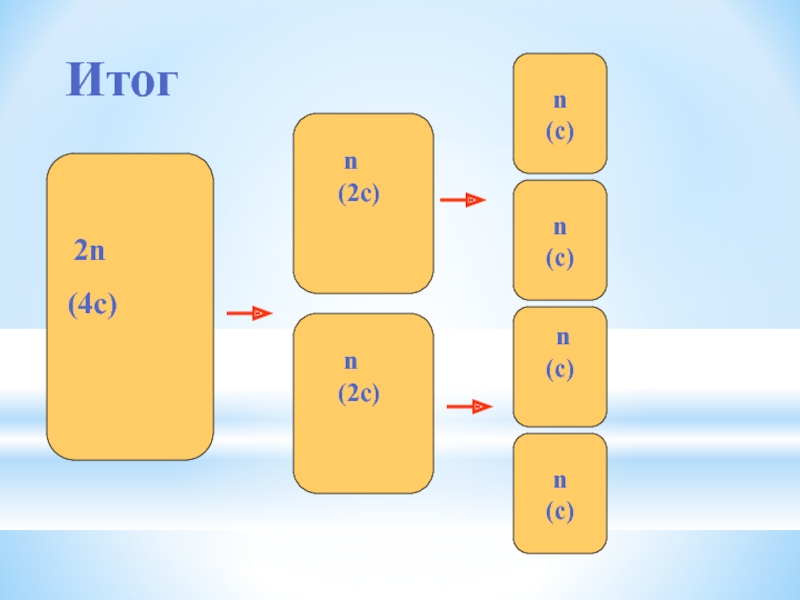 C n 5 x. Деление клетки 2n 4c 2n 2c. N2c.