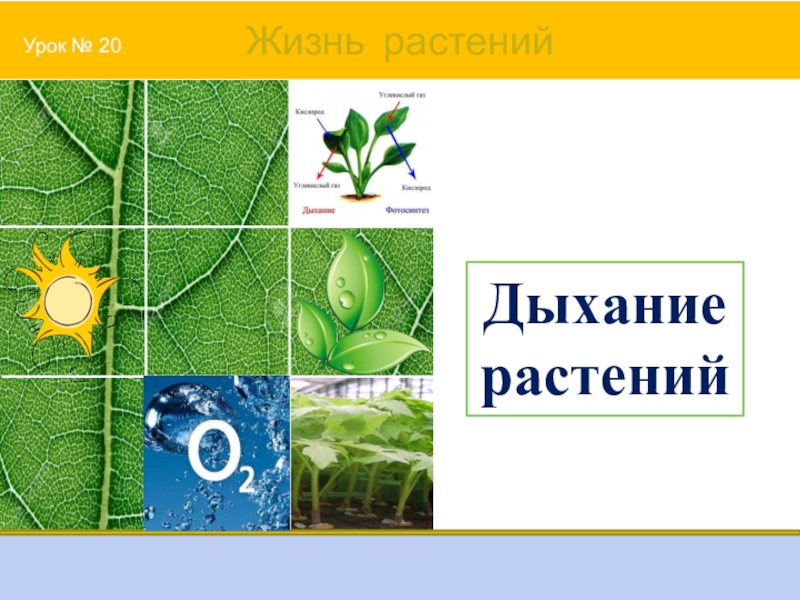 Видео дыхание растений 6 класс. Дыхание растений. Схема дыхания растений 6 класс. Дыхание растений 6 класс биология. Схема дыхания растений 6 класс биология.