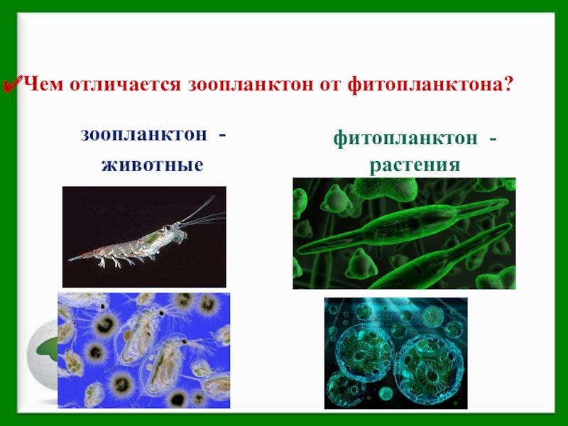 Цепь фитопланктон зоопланктон. Фитопланктозоопланктон. Зоопланктон и фитопланктон. Зоопланктон и фит планктон. Представители фитопланктона.