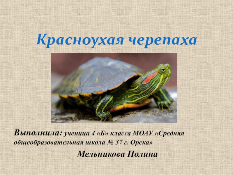 Презентация к исследовательской работе Красноухая черепаха