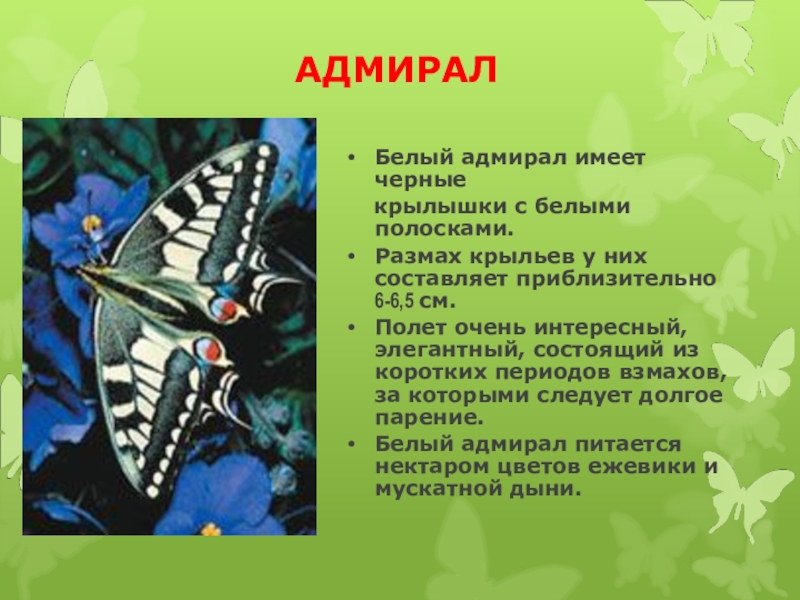 Сообщение первые бабочки 2 класс окружающий мир. Проект удивительный мир бабочек. Удивительный мир бабочек презентация. Проект про бабочек. Мир бабочек презентация.