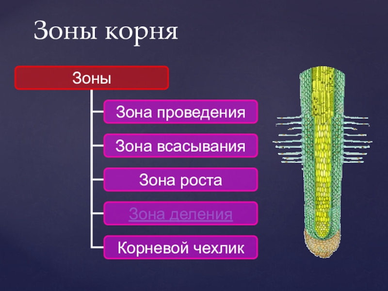 Зона проведения. Зону деления, зону проведения, зону всасывания корня.. Корневой чехлик зона всасывания ткань. Клетки зоны деления корня. Зона проведения всасывания роста деления.