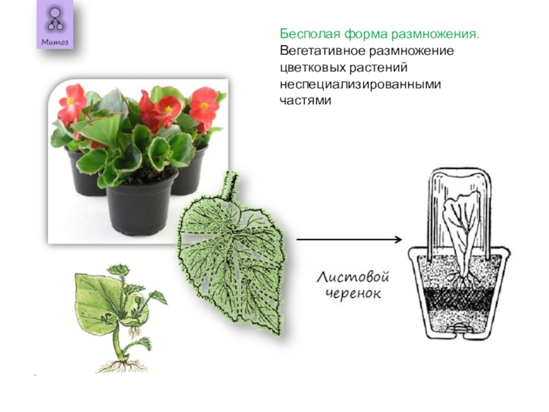 Черенкование комнатных растений