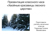 Презентация Хвойные красавицы лесного царства