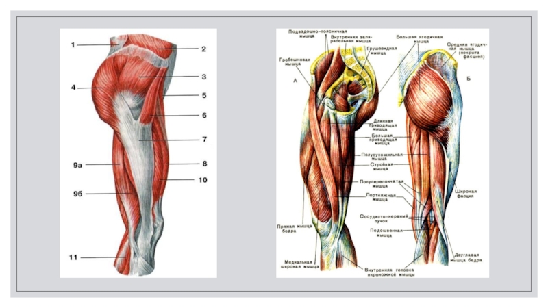 Мышцы конечностей анатомия. Мышцы нижней конечности анатомия вид сбоку. Мышцы пояса нижней конечности анатомия. Глубокие мышцы нижней конечности сзади. Мышцы нижней конечности вид спереди.