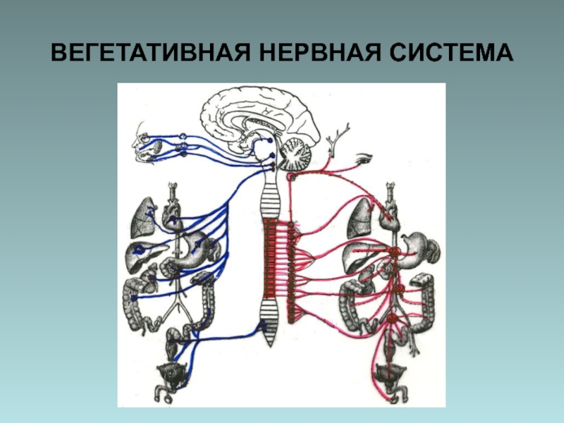 Вегетативные связи. Вегетативная автономная нервная система. Вегетативная нервная система ВНС. Схема строения вегетативной нервной системы. Вегетативная НС нервная система.