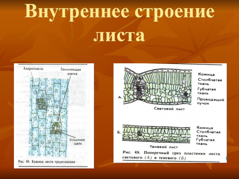 Взаимосвязь внутреннего строения листа. Внутреннее строение листа традесканции. Строение светового листа. Особенности внутреннего строения листа. Внутреннее строение теневого и светового листа.