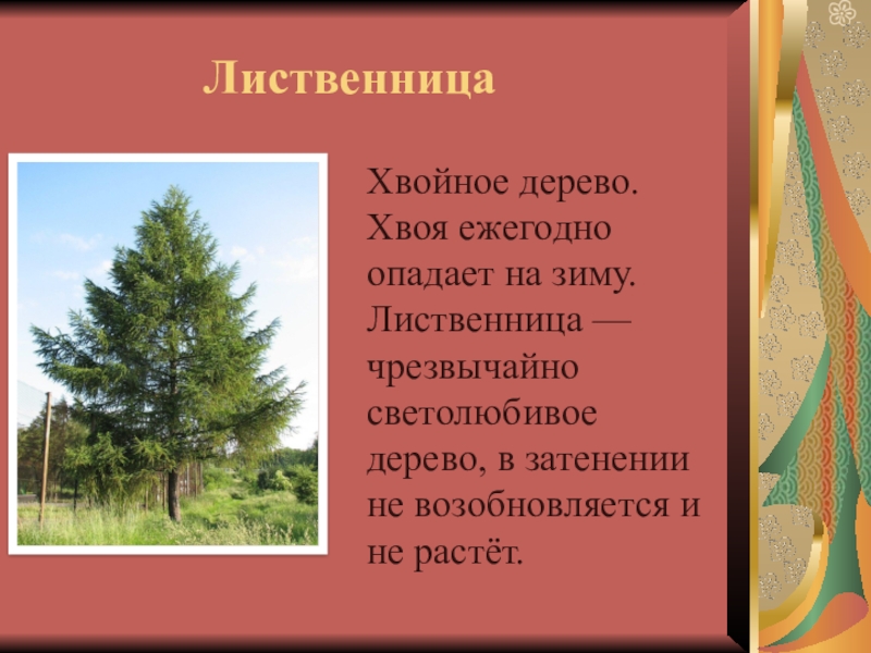 Лиственница текст. Лиственница паспорт дерева. Стих про лиственницу. Лиственница необычное хвойное дерево презентация. Интересные факты о лиственнице.