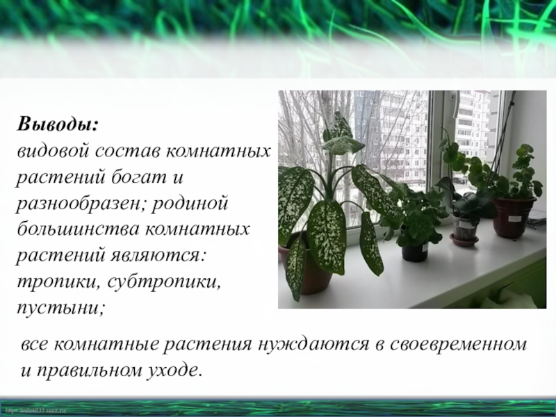 Вывод растений. Родина большинства комнатных растений. Видовой состав комнатных растений. Комнатные растения Родина которых пустыня. Комнатные растения Родина и почва.