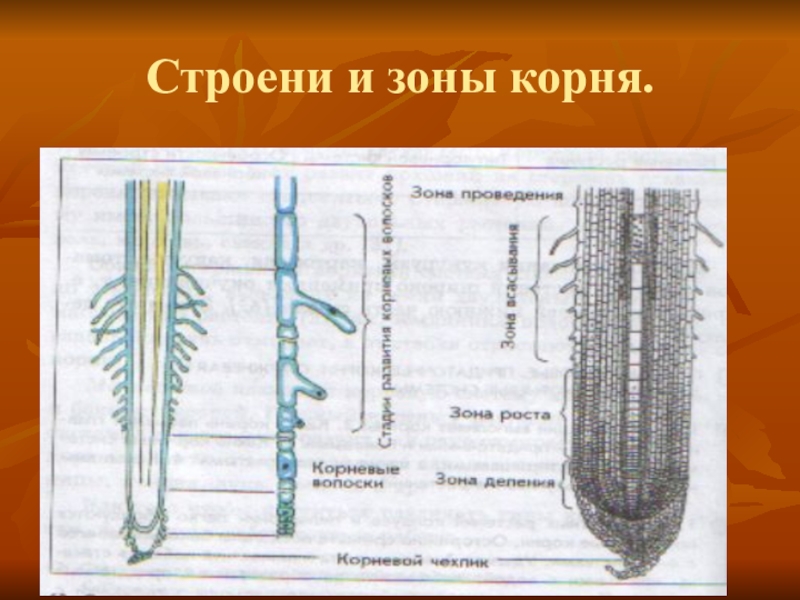 Строение корня фасоли под микроскопом