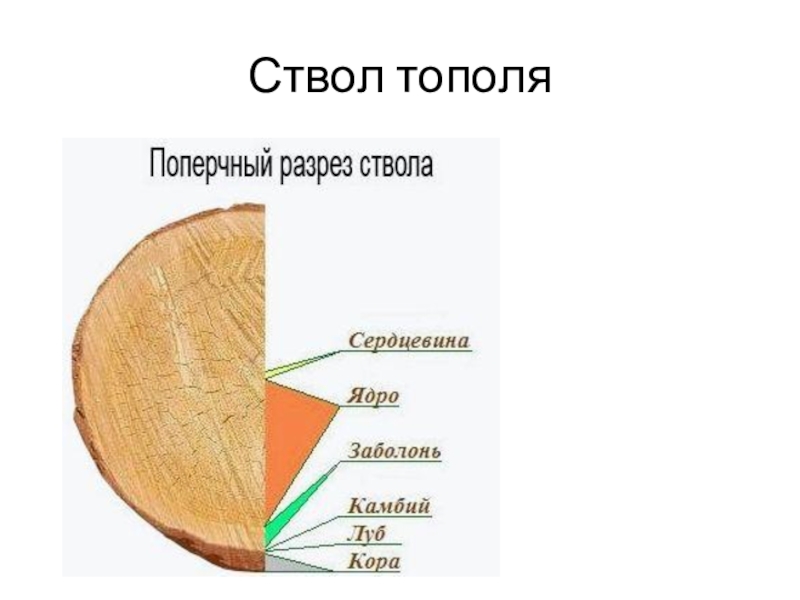 Строение березы схема