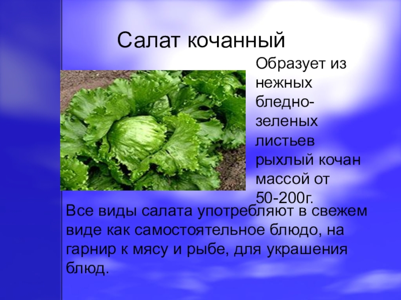 Листовой салат фото с названием и описанием