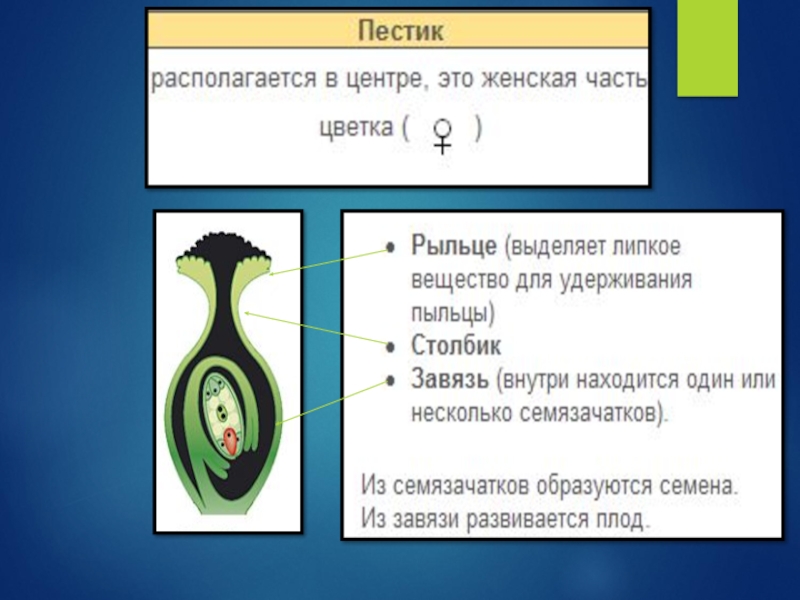 Строение пестика. Процессы в завязи пестика. Верхняя часть пестика. Что находится в завязи пестика. Какие процессы осуществляются в завязи пестика?.