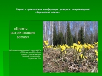 Презентация по окружающему миру Первоцветы.