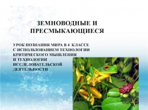 Презентация по познанию мира  Земноводные