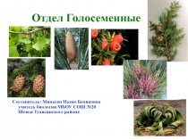 Презентация по биологии на тему Голосеменные