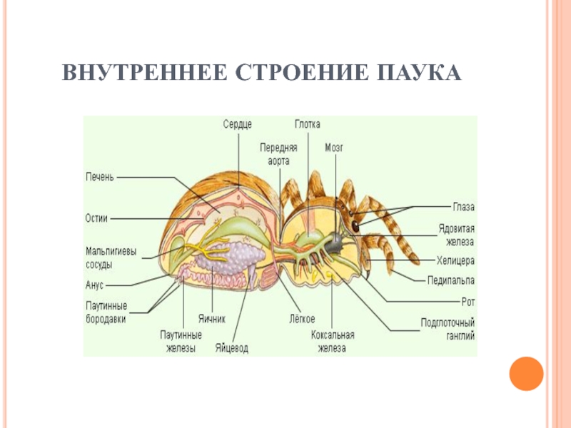 Строение паука. Схема внутреннего строения паука. Внутреннее строение паукообразных. Внутреннее строение паука.