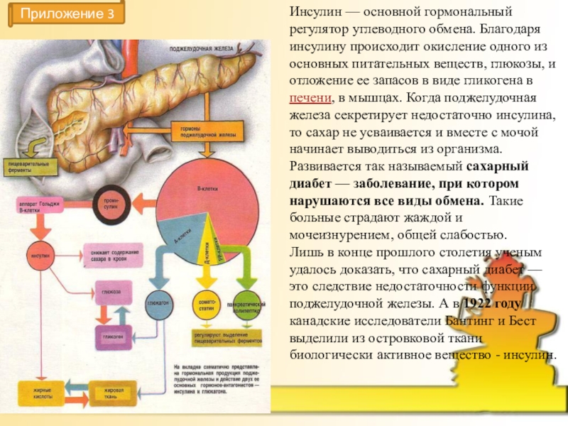 Выделяет гормоны регулирующие обмен веществ