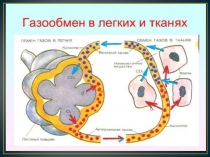 Презентация по биологии на тему Газообмен в лёгких и тканях. Регуляция дыхания