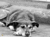 Презентация к уроку литературы по рассказу Л.Андреева Кусака