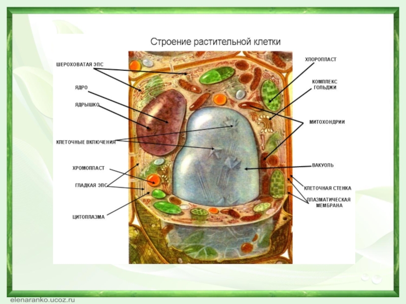 Рисунки клеток егэ биология