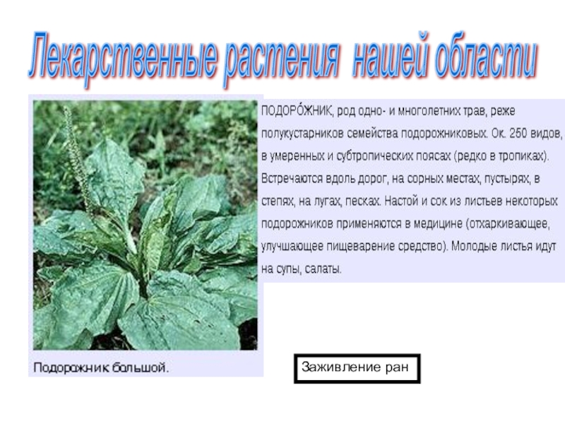 Личная гигиена и оказание первой помощи в природных условиях 6 класс обж презентация