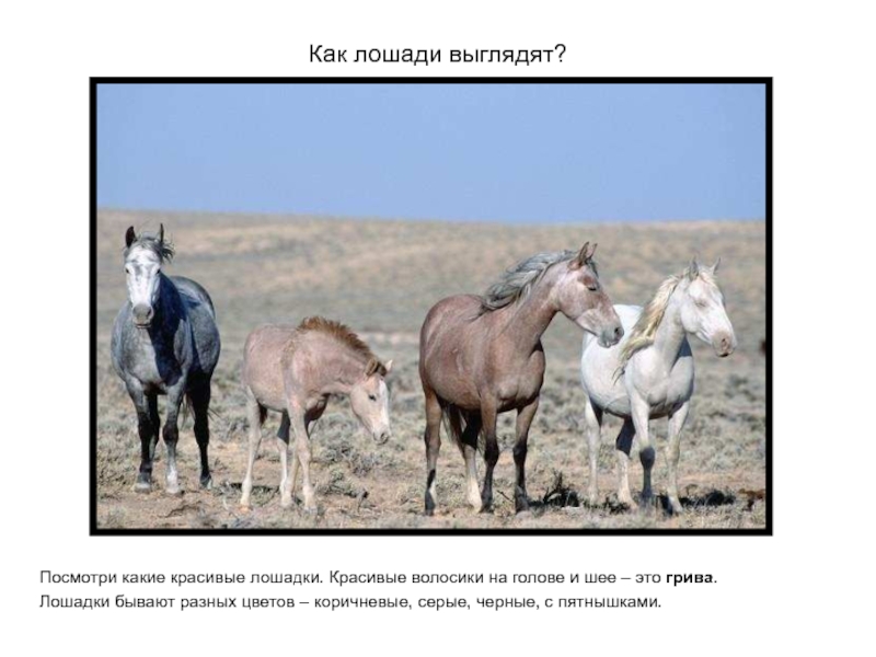 Презентация какие бывают лошади. Загадка какая бывает лошадь когда. Россия выглядит как лошадь. Тысяча лошадей как выглядят. Лошадь красивые слова