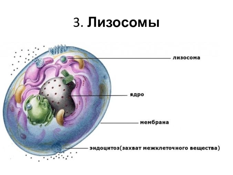 Рисунок лизосом клетки. Схема строения лизосомы. Строение лизосомы рисунок с подписями.