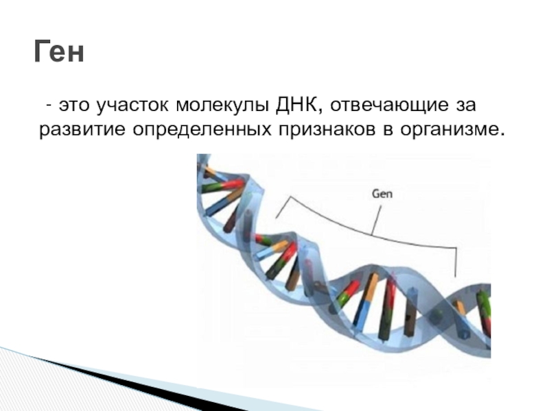 Ген биология 9
