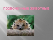 Презентация по теме Позвоночные животные 5 класс