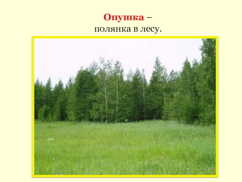 Опушка текст. Опушка описание. Опушка леса что это простыми словами для детей. Опушка это для детей 3 класс. Объяснить что такое опушка леса.