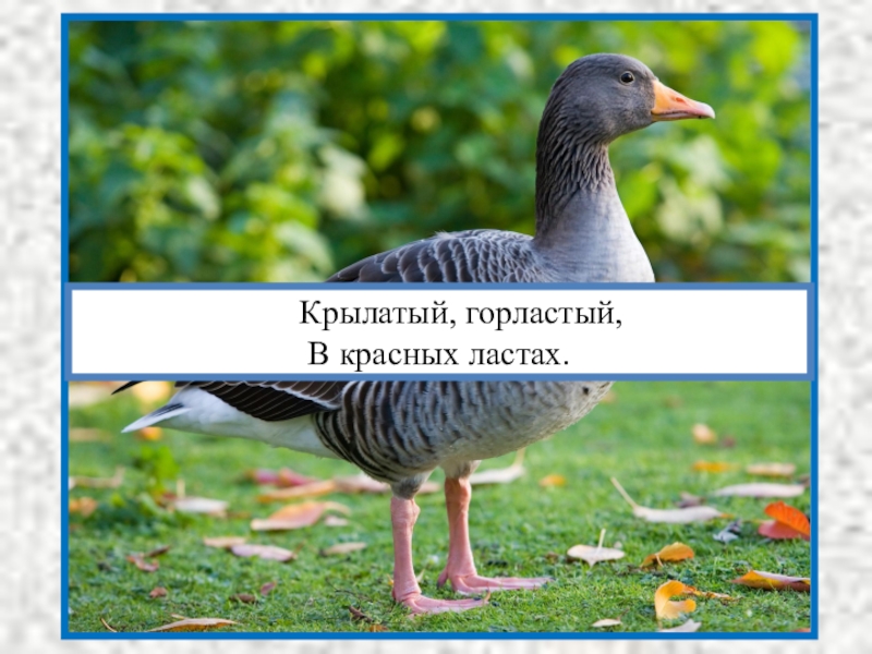 Загадка крылатый горластый. Крылатый горластый красные ласты. Загадка крылатый горластый красные ласты. Крылатый горластый красные. Загадки крылатый горластый.