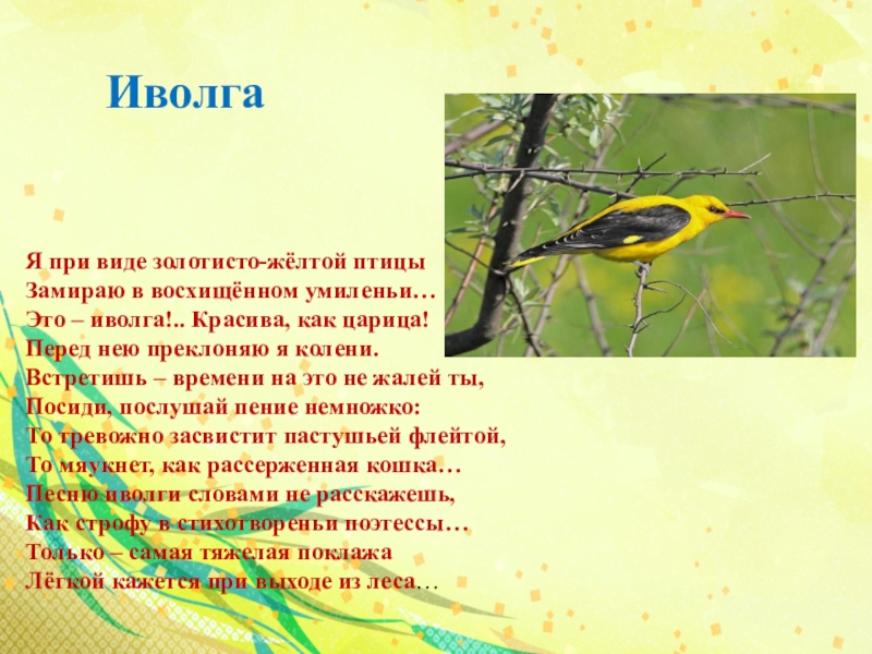 Поставь иволгу. Иволга. Доклад про Иволгу. Иволга птица интересные факты. Иволга описание.