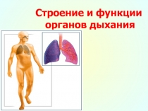 Презентация по биологии на тему Строение и работа сердца