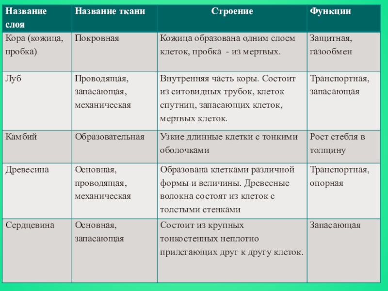 Рассмотрите схему внутреннего строения стебля установите соответствие между характеристиками