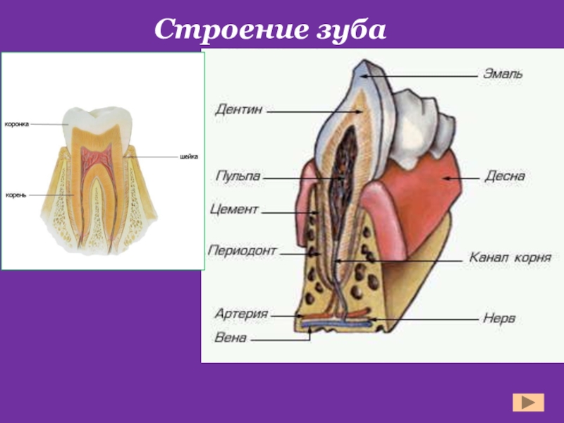 Проект про зубы 8 класс биология