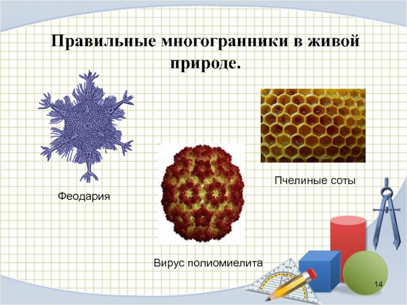 Презентация на тему многогранники в природе