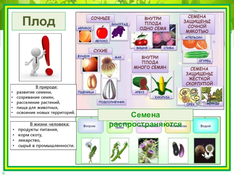 Презентация по естествознанию 3 класс