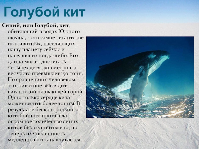 Где живет кит русский язык 1 класс. Животные Антарктиды киты. Антарктида синий кит. Доклад про кита. Животные Антарктики синий кит.