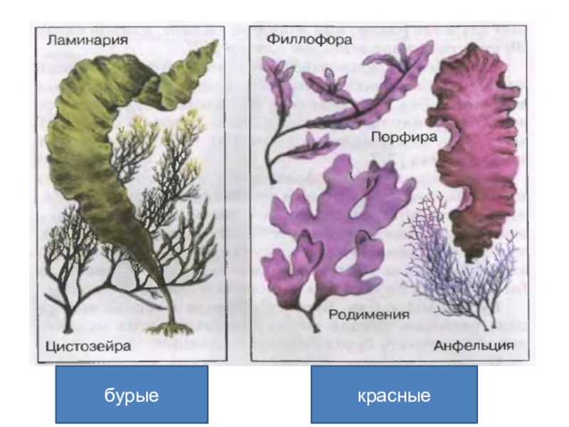 Нарисовать водоросли по биологии 5 класс