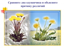 Презентация по биологии на тему : Влияние факторов среды на строение листьев листьев.Видоизменение листа