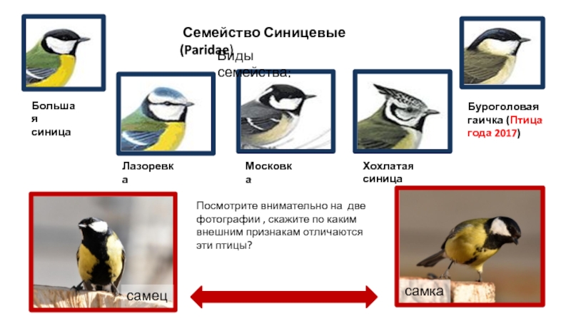 Синичка пол